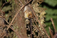 Microcebus lehilahytsara