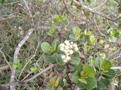 Baccharis