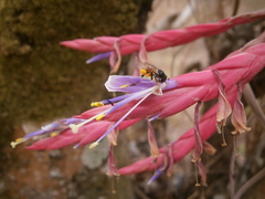 Tillandsia caput-medusae