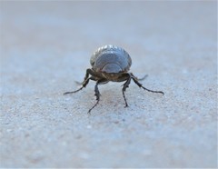 Phyllophaga cribrosa