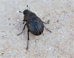 Phyllophaga cribrosa