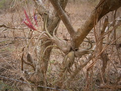 Tillandsia caput-medusae
