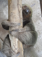 Choloepus didactylus