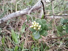 Baccharis