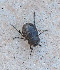 Phyllophaga cribrosa