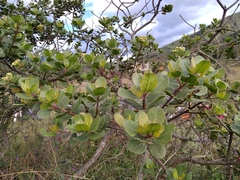 Baccharis