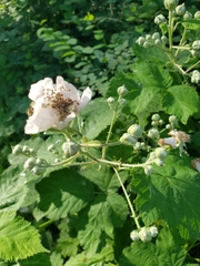 Rubus bifrons