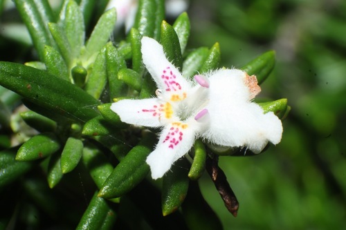 Image of Shore Rosemary (Westringia dampieri) by (c) Em Lamond, some rights reserved (CC BY)