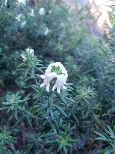 Image of Shore Rosemary (Westringia dampieri) by (c) Em Lamond, some rights reserved (CC BY)