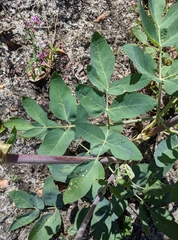 Angelica tomentosa