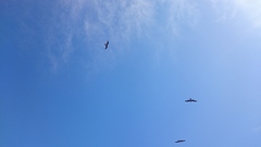 Milvus migrans lineatus