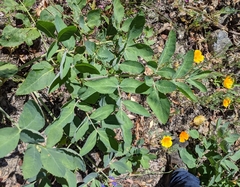Angelica tomentosa