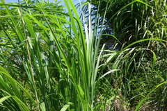 Miscanthus floridulus