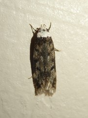 Endrosis sarcitrella