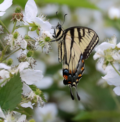 Papilio appalachiensis