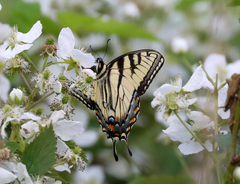 Papilio appalachiensis