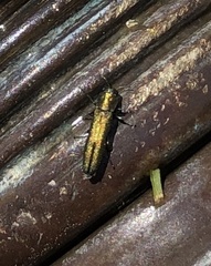 Agrilus lacustris