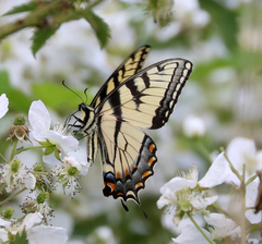 Papilio appalachiensis