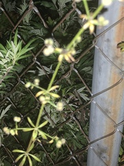 Galium