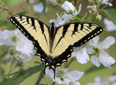 Papilio appalachiensis