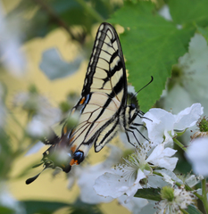 Papilio appalachiensis