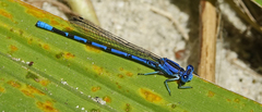 Argia vivida