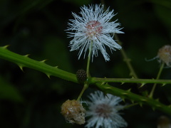 Mimosa casta