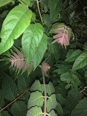Ailanthus altissima