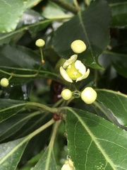 Euonymus carnosus