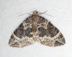 Ecliptopera silaceata