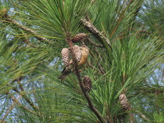 Pinus caribaea