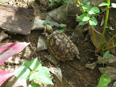 Rhinoclemmys rubida rubida