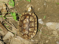 Rhinoclemmys rubida rubida