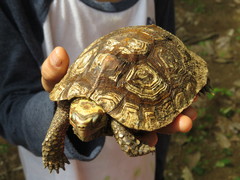 Rhinoclemmys rubida rubida