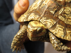 Rhinoclemmys rubida rubida