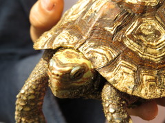 Rhinoclemmys rubida rubida