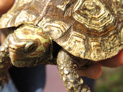 Rhinoclemmys rubida rubida