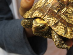 Rhinoclemmys rubida rubida