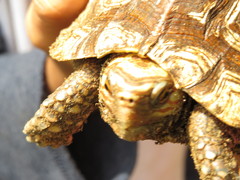 Rhinoclemmys rubida rubida