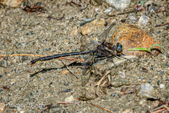 Phanogomphus spicatus