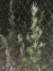 Artemisia vulgaris