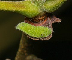 Satyrium liparops