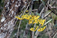 Sinclairia discolor