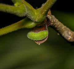 Satyrium liparops