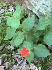 Silene rotundifolia