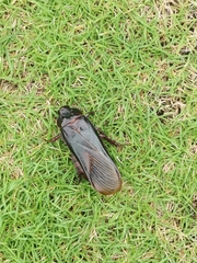 Panesthiinae