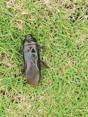 Panesthiinae
