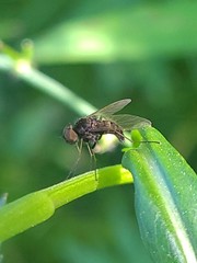 Chrysopilus proximus