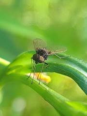 Chrysopilus proximus