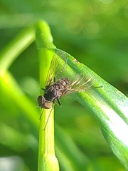Chrysopilus proximus